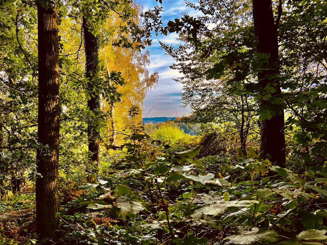 a-forest-with-lots-of-trees-and-leaves-yuhva-n-thc