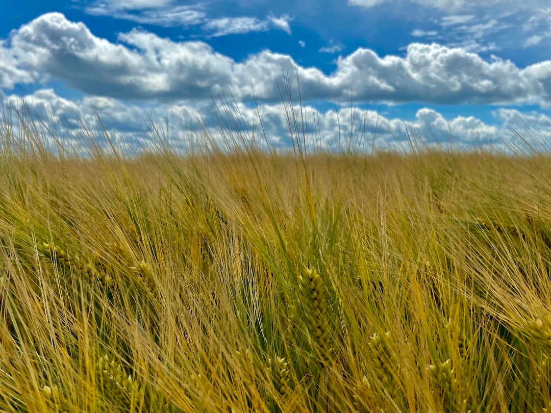 Cornfield