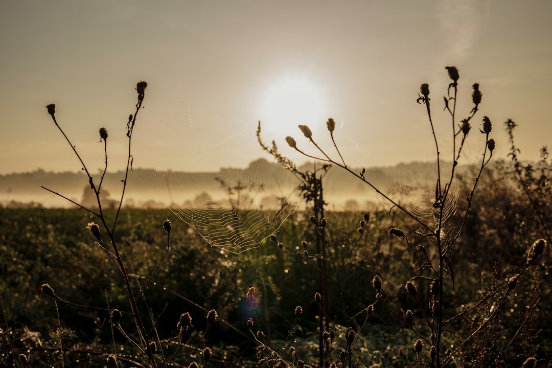 Foggy sunset during last indian summer in the Dutch "Heuvelland".